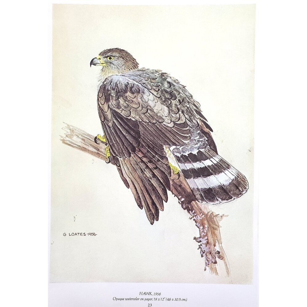 Hawk by Glen Loates Book Plate Reproduction Art Print 1977 9" x 13.5"
